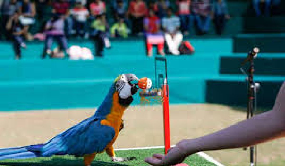 Exotic Bird Show at Dubai Creek